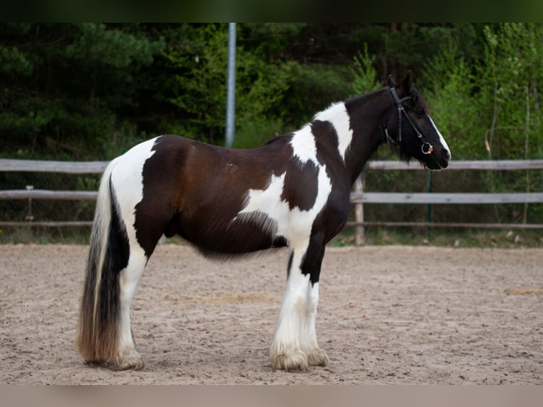 Cob Irlandese / Tinker / Gypsy Vanner Mix Castrone 4 Anni 152 cm Tobiano-tutti i colori in Grabówka