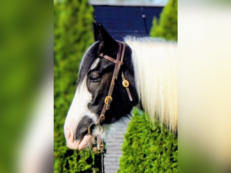 Cob Irlandese / Tinker / Gypsy Vanner Castrone 4 Anni 157 cm in Uhrichsville, OH