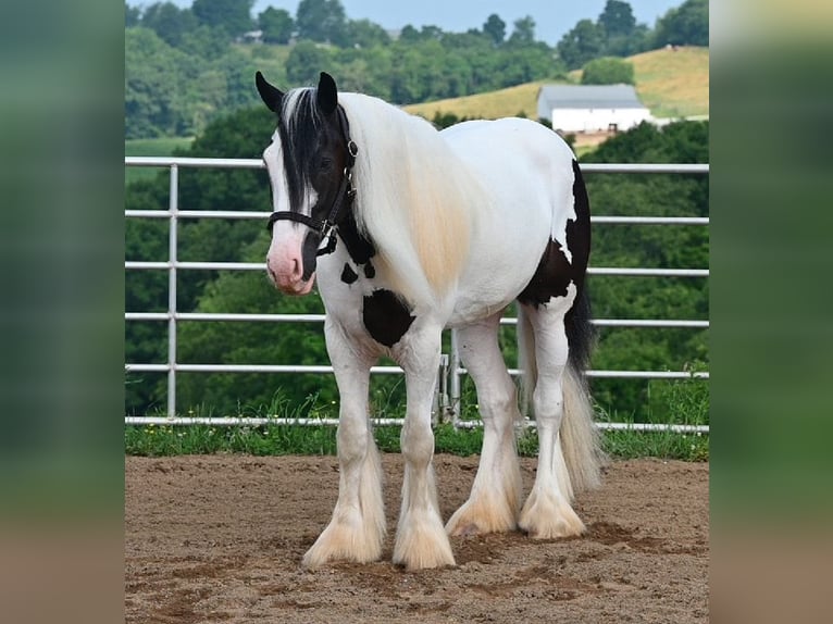 Cob Irlandese / Tinker / Gypsy Vanner Castrone 4 Anni 157 cm Tobiano-tutti i colori in Millersburg, OH