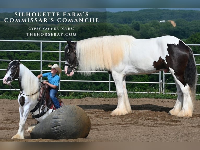 Cob Irlandese / Tinker / Gypsy Vanner Castrone 4 Anni 157 cm Tobiano-tutti i colori in Millersburg, OH