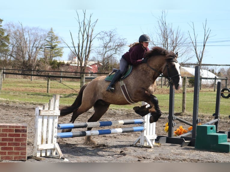 Cob Irlandese / Tinker / Gypsy Vanner Mix Castrone 4 Anni 160 cm Grullo in Perkasie