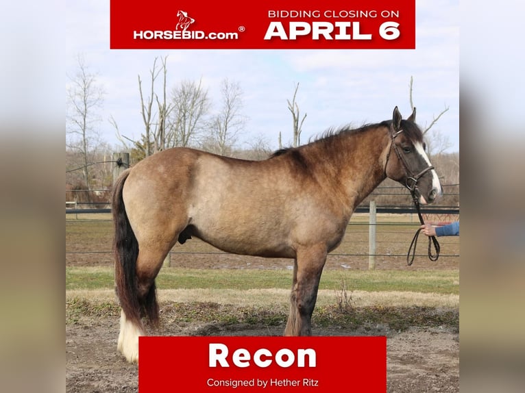 Cob Irlandese / Tinker / Gypsy Vanner Mix Castrone 4 Anni 160 cm Grullo in Perkasie