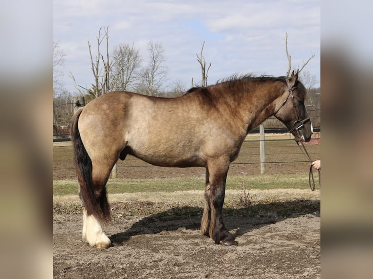 Cob Irlandese / Tinker / Gypsy Vanner Mix Castrone 4 Anni 160 cm Grullo in Perkasie