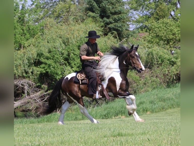 Cob Irlandese / Tinker / Gypsy Vanner Mix Castrone 4 Anni 163 cm Pezzato in Howell