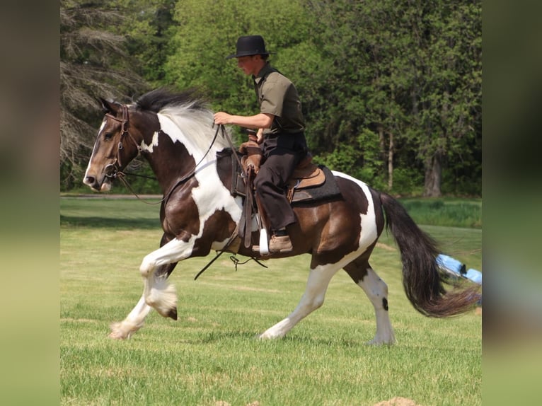 Cob Irlandese / Tinker / Gypsy Vanner Mix Castrone 4 Anni 163 cm Pezzato in Howell