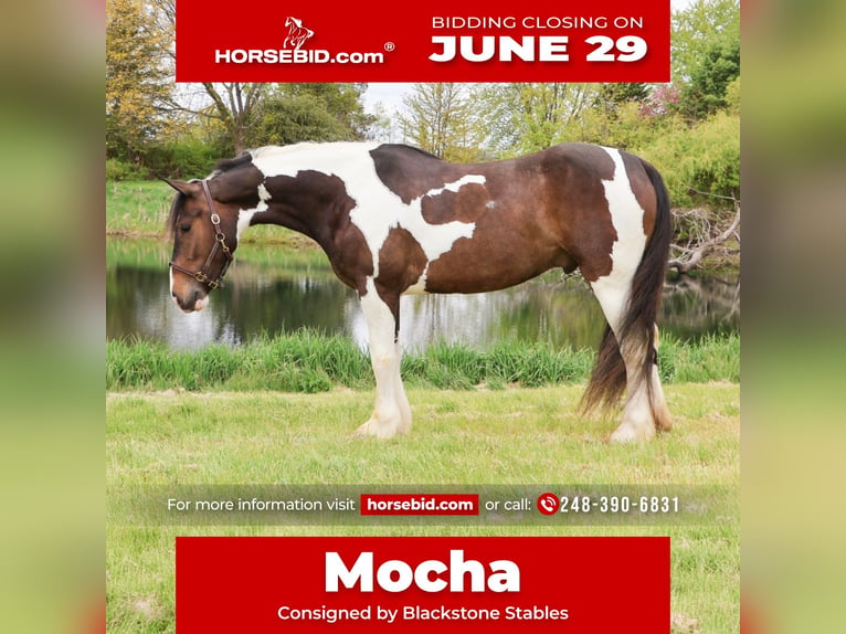 Cob Irlandese / Tinker / Gypsy Vanner Mix Castrone 4 Anni 163 cm Pezzato in Howell