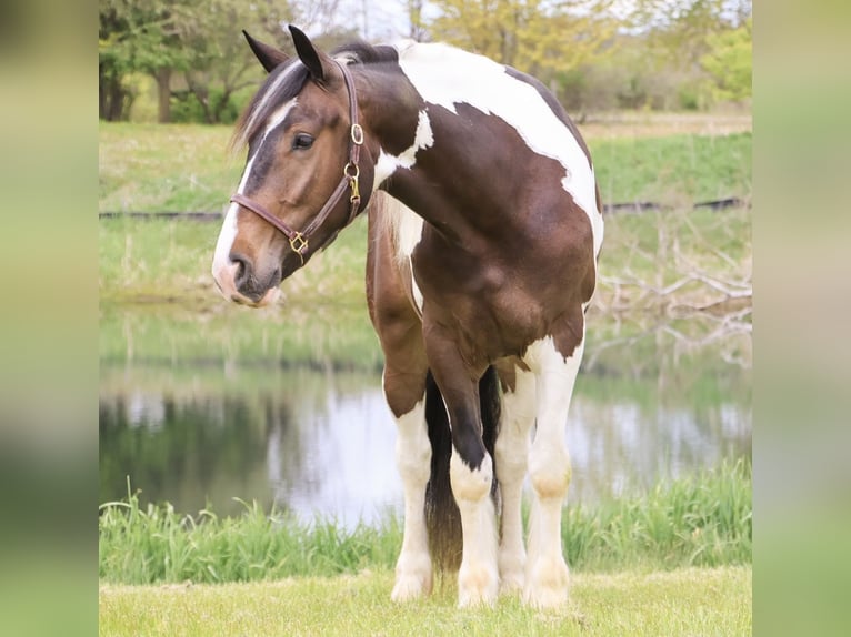 Cob Irlandese / Tinker / Gypsy Vanner Mix Castrone 4 Anni 163 cm Pezzato in Howell