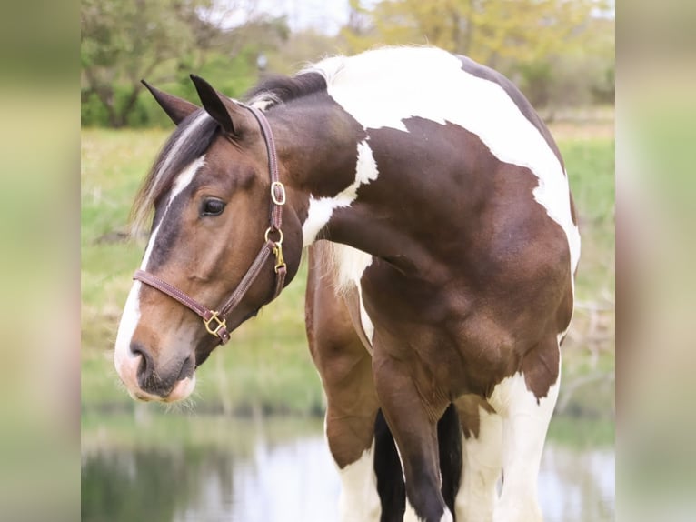 Cob Irlandese / Tinker / Gypsy Vanner Mix Castrone 4 Anni 163 cm Pezzato in Howell