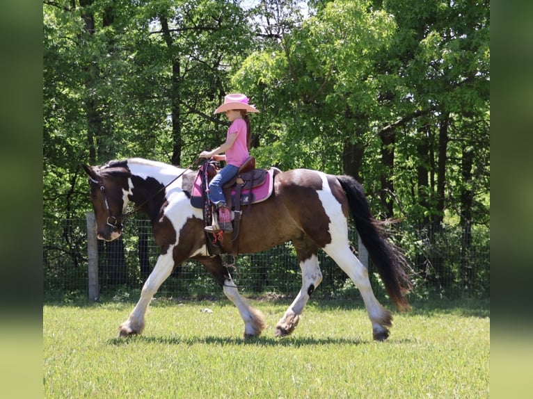 Cob Irlandese / Tinker / Gypsy Vanner Mix Castrone 4 Anni 163 cm Pezzato in Howell