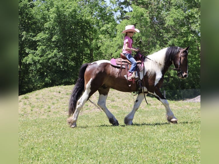 Cob Irlandese / Tinker / Gypsy Vanner Mix Castrone 4 Anni 163 cm Pezzato in Howell