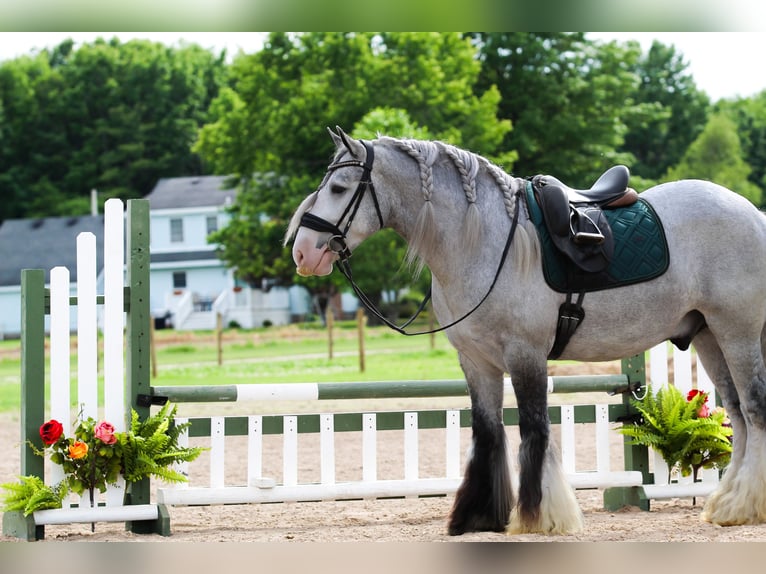 Cob Irlandese / Tinker / Gypsy Vanner Castrone 4 Anni Grigio in Syracuse