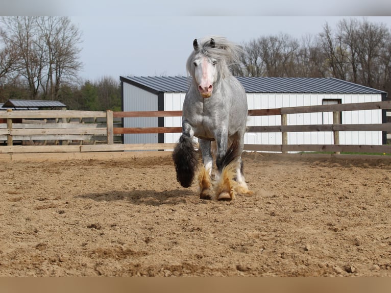 Cob Irlandese / Tinker / Gypsy Vanner Castrone 4 Anni Grigio in Syracuse