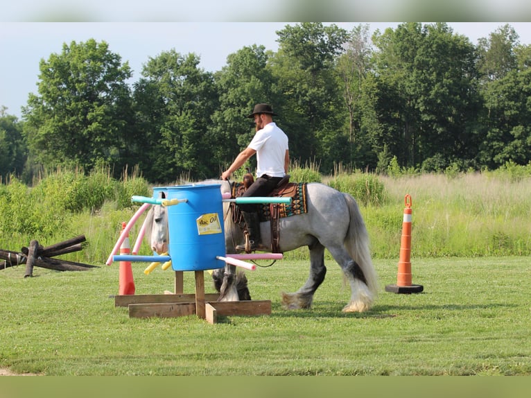 Cob Irlandese / Tinker / Gypsy Vanner Castrone 4 Anni Grigio in Syracuse