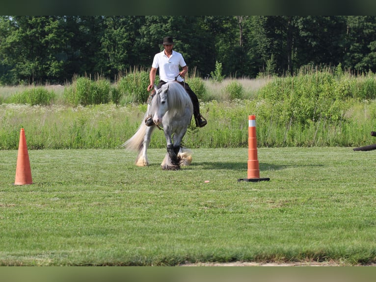 Cob Irlandese / Tinker / Gypsy Vanner Castrone 4 Anni Grigio in Syracuse