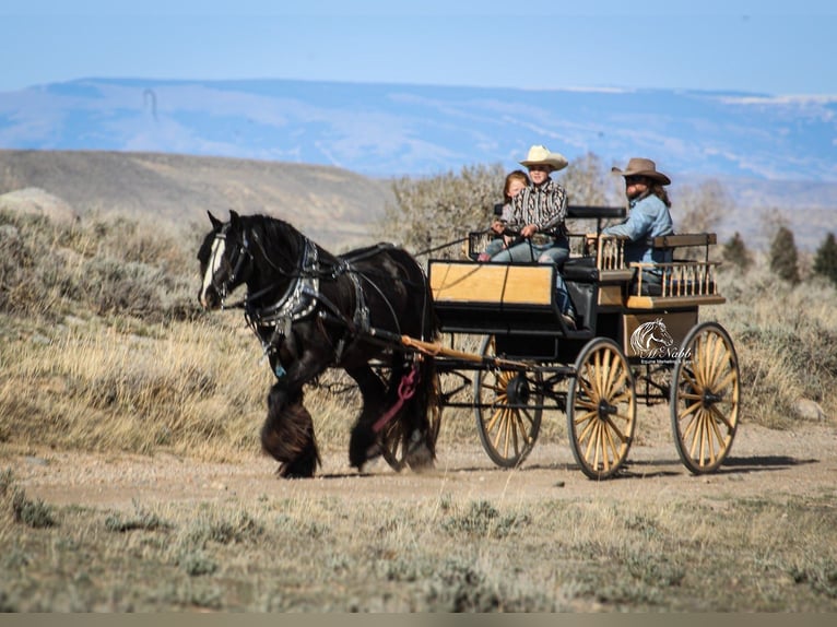 Cob Irlandese / Tinker / Gypsy Vanner Castrone 4 Anni Morello in Cody