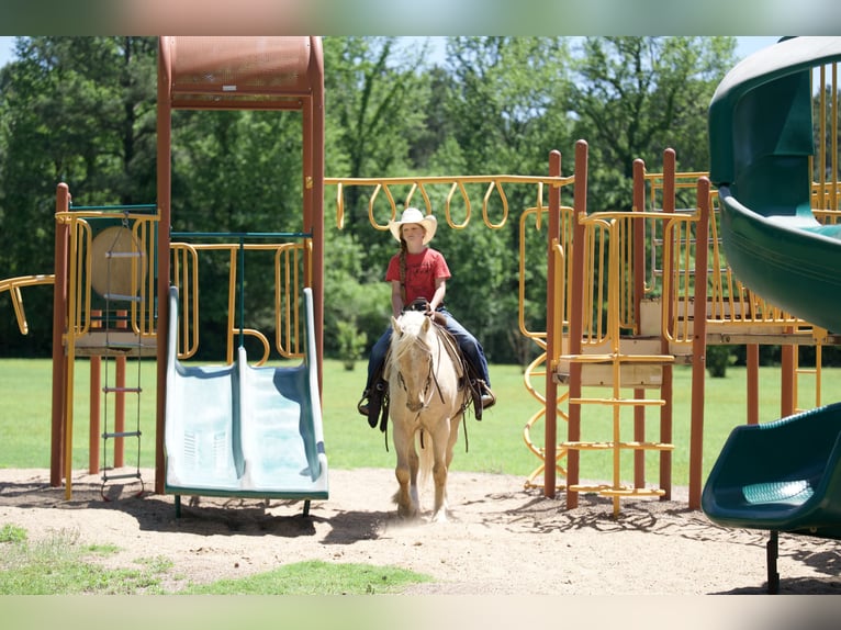 Cob Irlandese / Tinker / Gypsy Vanner Mix Castrone 4 Anni Palomino in Bloomburg