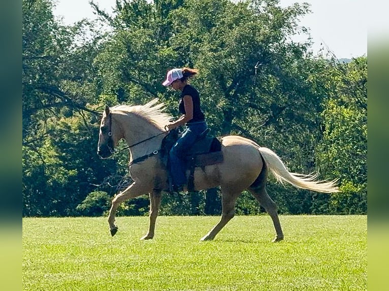 Cob Irlandese / Tinker / Gypsy Vanner Mix Castrone 4 Anni  in Gap