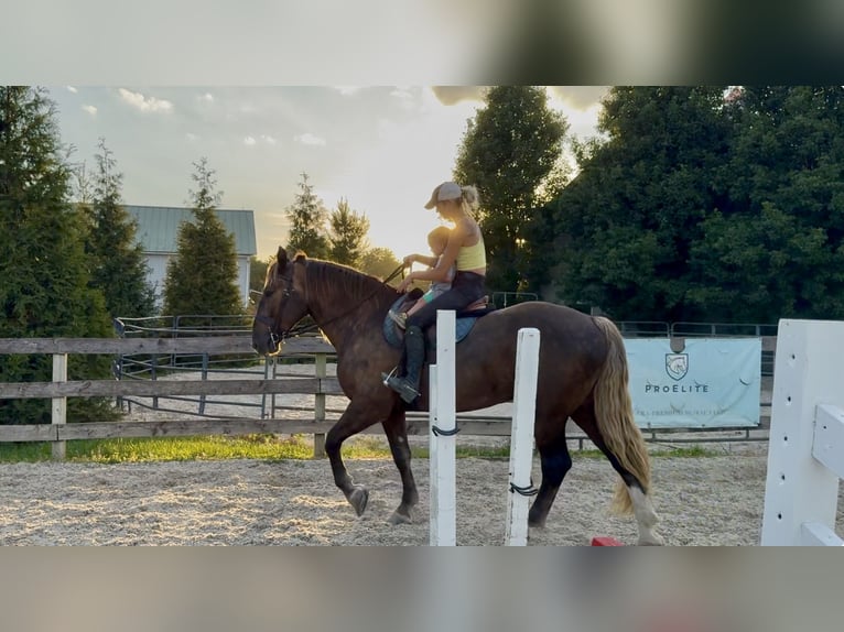 Cob Irlandese / Tinker / Gypsy Vanner Mix Castrone 4 Anni  in Gap
