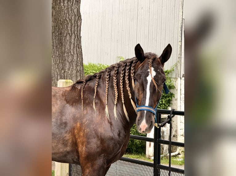 Cob Irlandese / Tinker / Gypsy Vanner Mix Castrone 4 Anni  in Gap