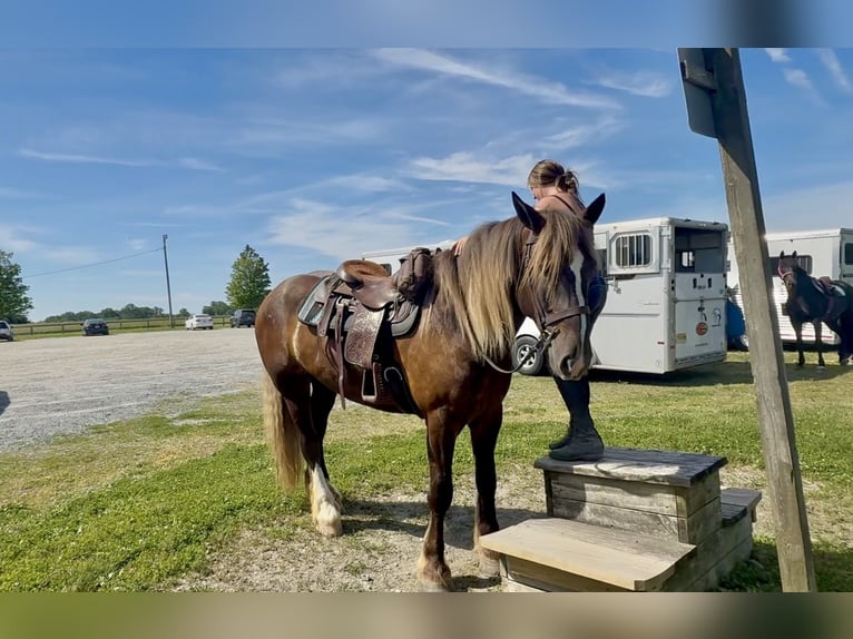 Cob Irlandese / Tinker / Gypsy Vanner Mix Castrone 4 Anni  in Gap