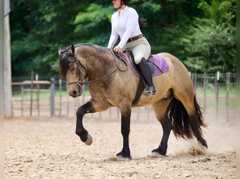 Cob Irlandese / Tinker / Gypsy Vanner Mix Castrone 4 Anni Pelle di daino in Bloomburg