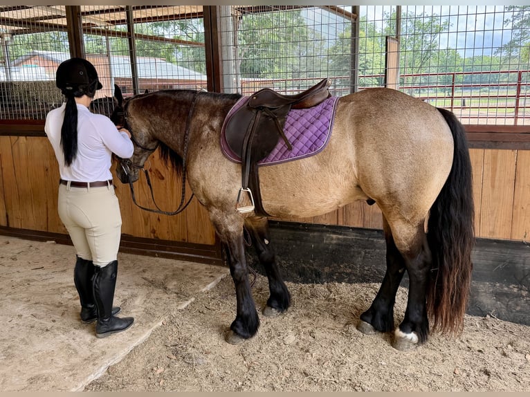 Cob Irlandese / Tinker / Gypsy Vanner Mix Castrone 4 Anni Pelle di daino in Bloomburg