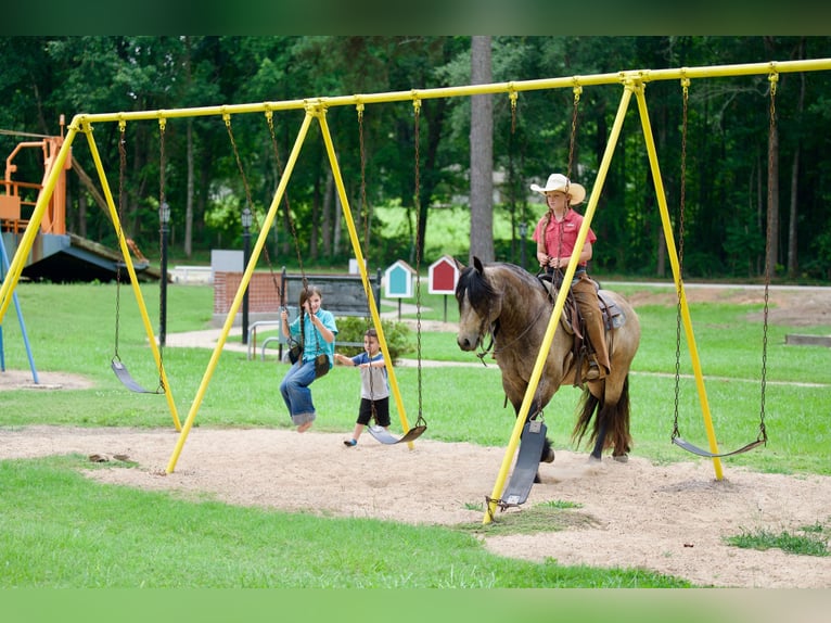 Cob Irlandese / Tinker / Gypsy Vanner Mix Castrone 4 Anni Pelle di daino in Bloomburg