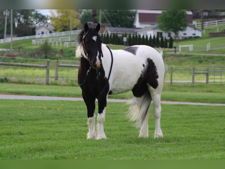 Cob Irlandese / Tinker / Gypsy Vanner Mix Castrone 4 Anni Pezzato in Millersburg