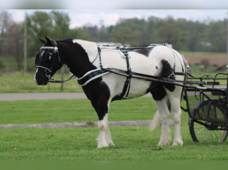 Cob Irlandese / Tinker / Gypsy Vanner Mix Castrone 4 Anni Pezzato in Millersburg