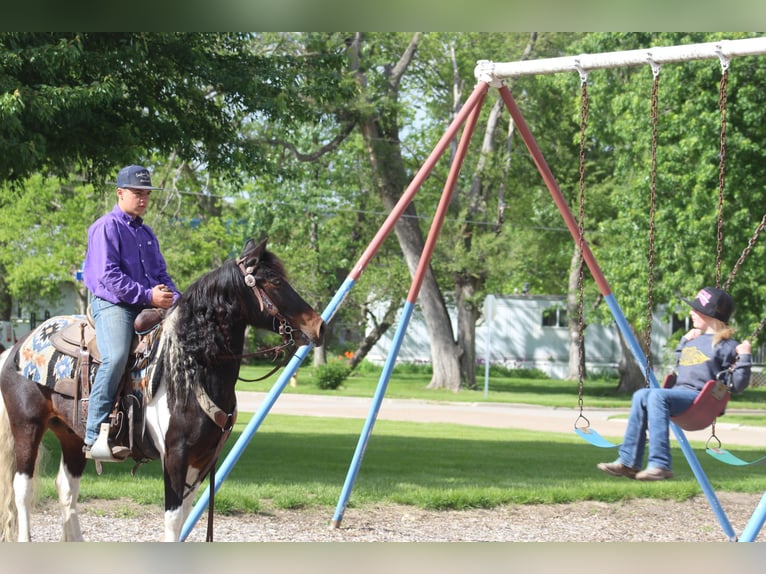 Cob Irlandese / Tinker / Gypsy Vanner Mix Castrone 4 Anni Pezzato in Oskaloosa