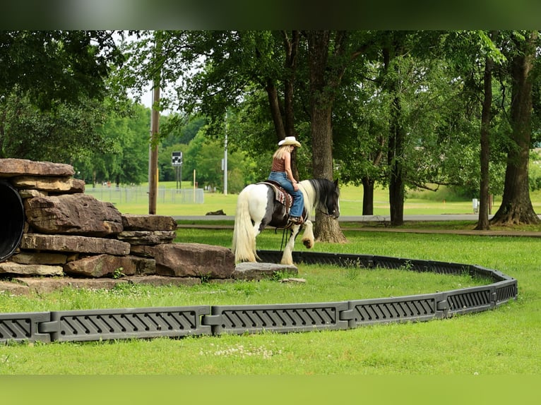 Cob Irlandese / Tinker / Gypsy Vanner Castrone 4 Anni Pezzato in Quitman
