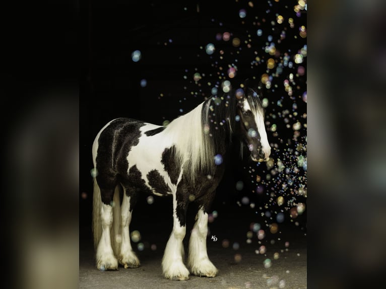 Cob Irlandese / Tinker / Gypsy Vanner Castrone 4 Anni Pezzato in Quitman
