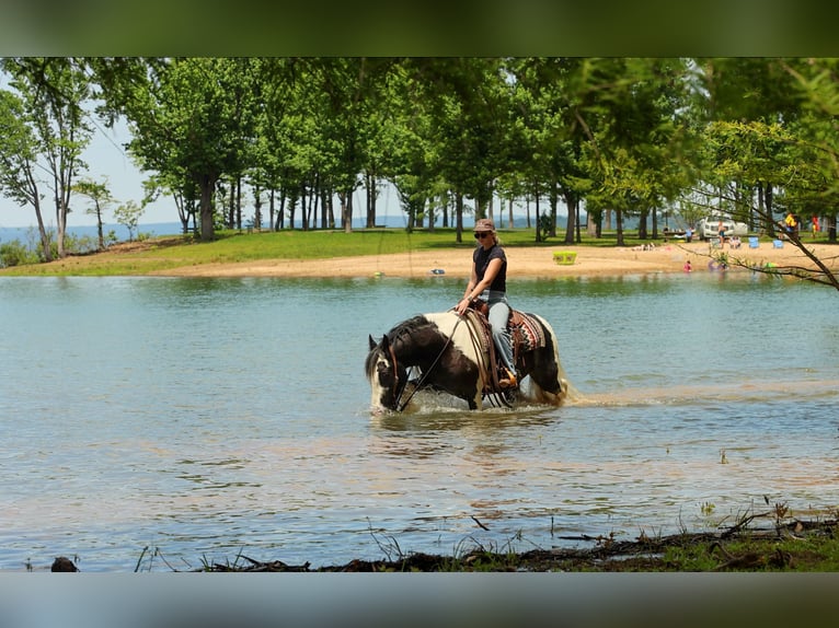 Cob Irlandese / Tinker / Gypsy Vanner Castrone 4 Anni Pezzato in Quitman