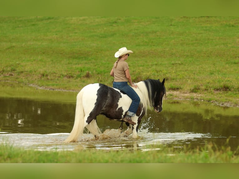 Cob Irlandese / Tinker / Gypsy Vanner Castrone 4 Anni Pezzato in Quitman