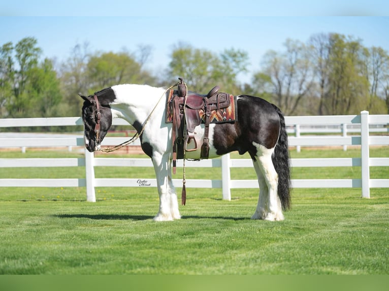Cob Irlandese / Tinker / Gypsy Vanner Mix Castrone 4 Anni Tobiano-tutti i colori in Independence, IA