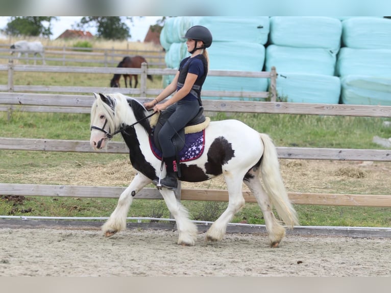 Cob Irlandese / Tinker / Gypsy Vanner Castrone 5 Anni 120 cm Pezzato in Pepingen