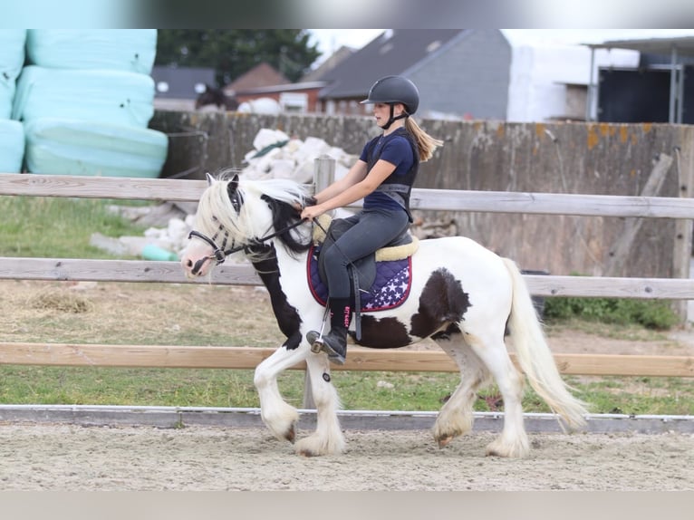 Cob Irlandese / Tinker / Gypsy Vanner Castrone 5 Anni 120 cm Pezzato in Pepingen