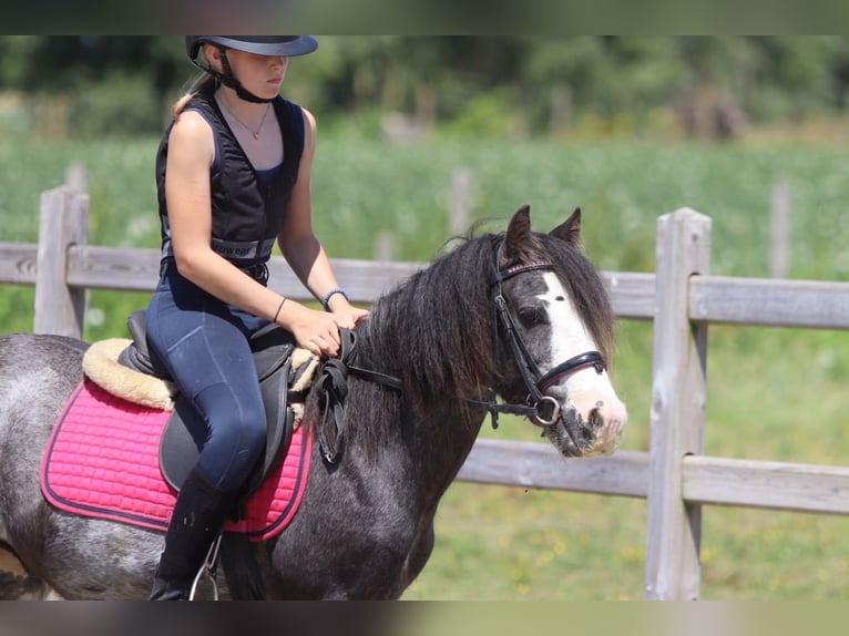 Cob Irlandese / Tinker / Gypsy Vanner Castrone 5 Anni 120 cm Roano blu in Pepingen