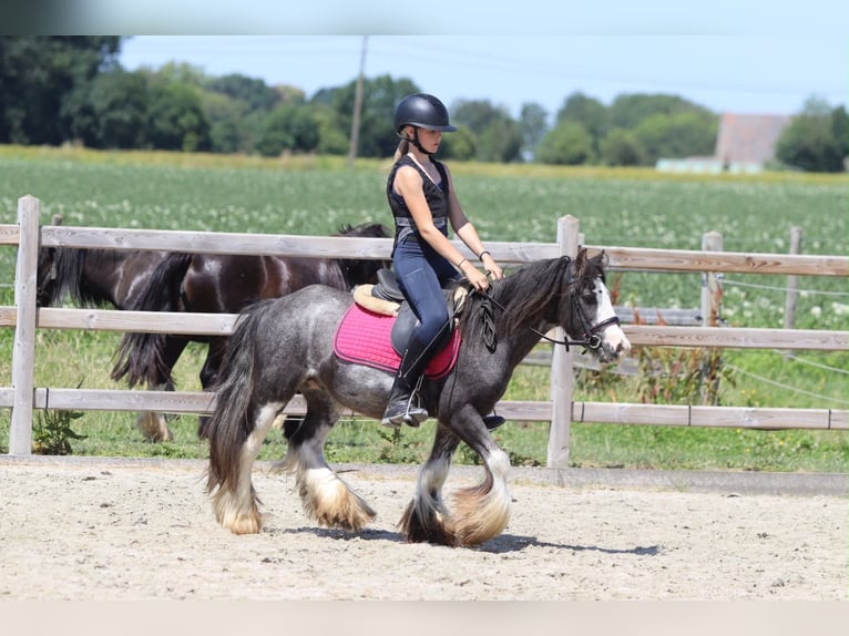 Cob Irlandese / Tinker / Gypsy Vanner Castrone 5 Anni 120 cm Roano blu in Pepingen