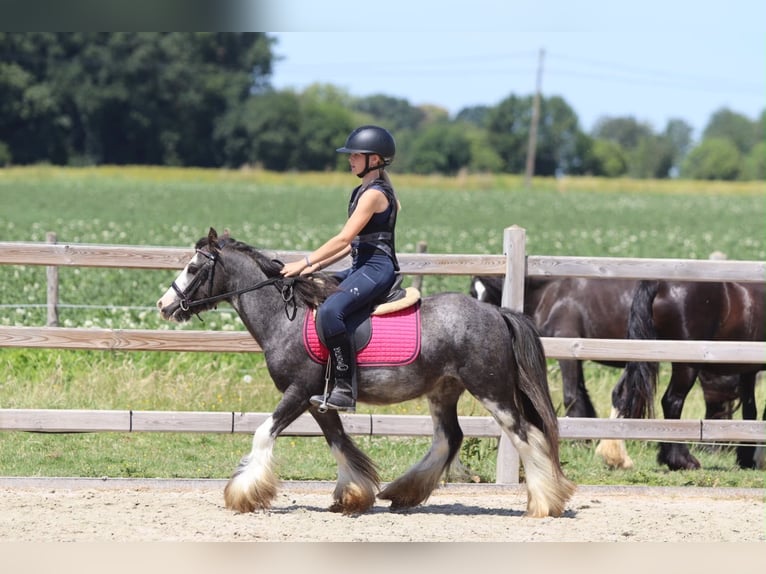 Cob Irlandese / Tinker / Gypsy Vanner Castrone 5 Anni 120 cm Roano blu in Pepingen