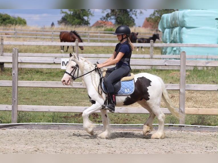 Cob Irlandese / Tinker / Gypsy Vanner Castrone 5 Anni 122 cm Pezzato in Pepingen