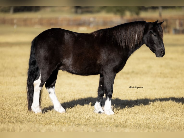 Cob Irlandese / Tinker / Gypsy Vanner Mix Castrone 5 Anni 122 cm Pezzato in Weatherford