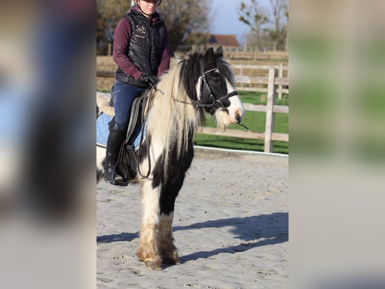 Cob Irlandese / Tinker / Gypsy Vanner Castrone 5 Anni 124 cm Pezzato in Bogaarden