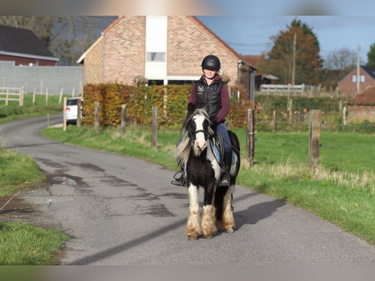 Cob Irlandese / Tinker / Gypsy Vanner Castrone 5 Anni 124 cm Pezzato in Bogaarden