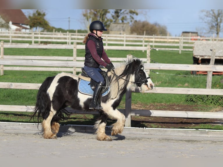 Cob Irlandese / Tinker / Gypsy Vanner Castrone 5 Anni 124 cm Pezzato in Bogaarden