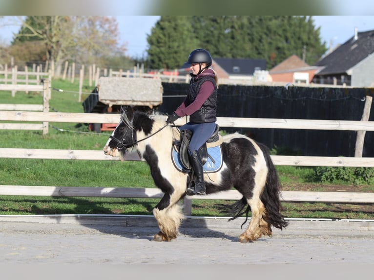 Cob Irlandese / Tinker / Gypsy Vanner Castrone 5 Anni 124 cm Pezzato in Bogaarden