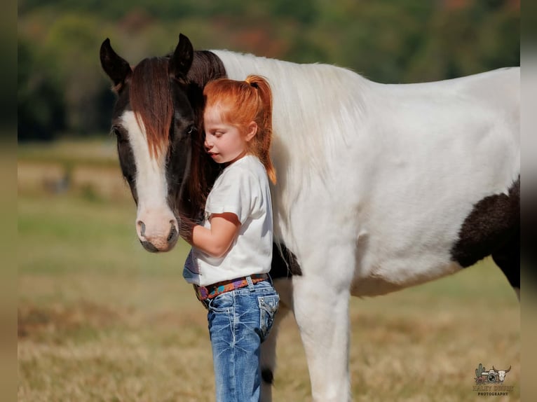 Cob Irlandese / Tinker / Gypsy Vanner Castrone 5 Anni 124 cm Pezzato in Auburn