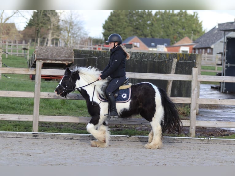Cob Irlandese / Tinker / Gypsy Vanner Castrone 5 Anni 125 cm Pezzato in Pepingen