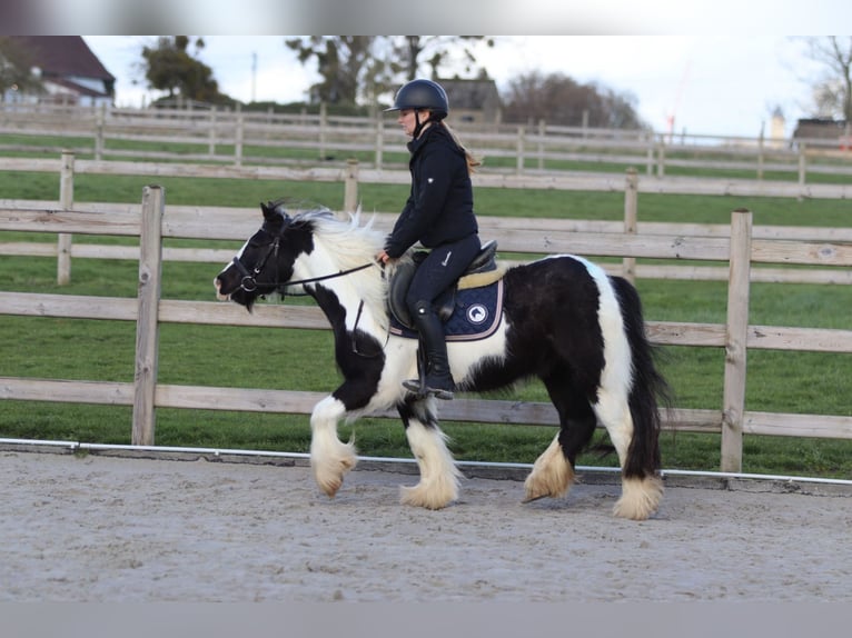 Cob Irlandese / Tinker / Gypsy Vanner Castrone 5 Anni 125 cm Pezzato in Pepingen