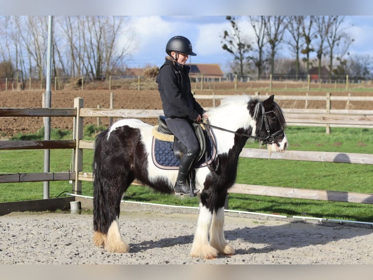 Cob Irlandese / Tinker / Gypsy Vanner Castrone 5 Anni 125 cm Pezzato in Pepingen